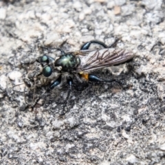 Laphria telecles (A robber-fly) at Namadgi National Park - 6 Jan 2024 by SWishart