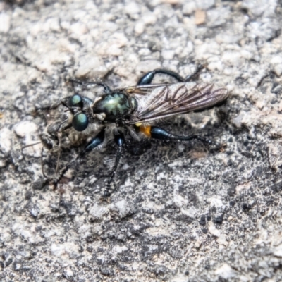 Laphria telecles (A robber-fly) at Tharwa, ACT - 6 Jan 2024 by SWishart