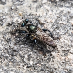 Laphria sp. (genus) at Namadgi National Park - 7 Jan 2024