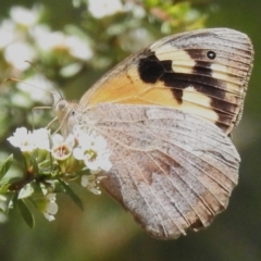 Heteronympha merope (Common Brown Butterfly) at Namadgi National Park - 10 Jan 2024 by JohnBundock