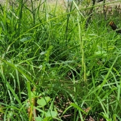 Microlaena stipoides (Weeping Grass) at Black Mountain - 11 Jan 2024 by Steve818