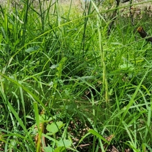 Microlaena stipoides at Black Mountain - 11 Jan 2024