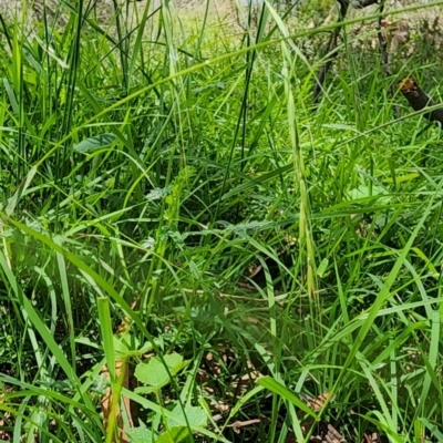 Microlaena stipoides (Weeping Grass) at Acton, ACT - 11 Jan 2024 by Steve818