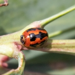 Peltoschema festiva (Leaf Beetle) at Tharwa, ACT - 6 Jan 2024 by SWishart