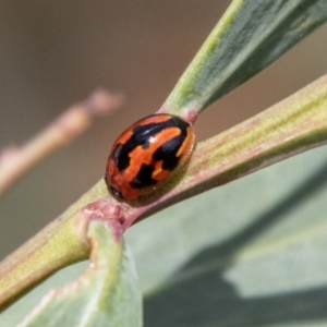 Peltoschema festiva at Namadgi National Park - 7 Jan 2024