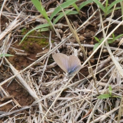 Zizina otis (Common Grass-Blue) at Harrison, ACT - 5 Jan 2024 by JenniM