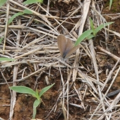 Zizina otis at Franklin Grassland (FRA_5) - 5 Jan 2024