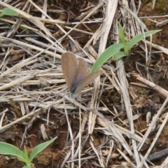 Zizina otis at Franklin Grassland (FRA_5) - 5 Jan 2024 12:07 PM