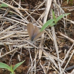 Zizina otis at Franklin Grassland (FRA_5) - 5 Jan 2024