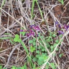 Zizina otis at Franklin Grassland (FRA_5) - 5 Jan 2024