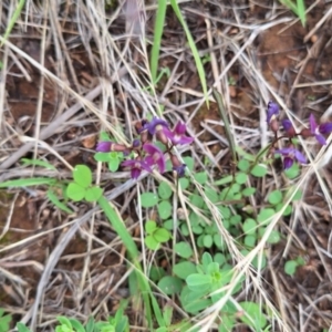 Zizina otis at Franklin Grassland (FRA_5) - 5 Jan 2024