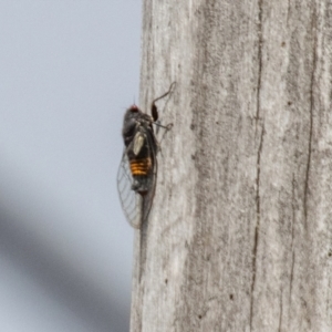 Yoyetta grandis at Namadgi National Park - 7 Jan 2024 11:00 AM