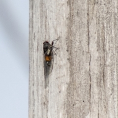 Yoyetta grandis at Namadgi National Park - 7 Jan 2024 11:00 AM