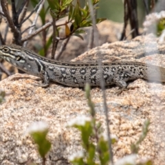 Liopholis whitii (White's Skink) at Tharwa, ACT - 7 Jan 2024 by SWishart