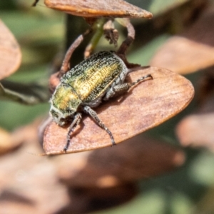 Diphucephala sp. (genus) at Namadgi National Park - 7 Jan 2024