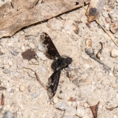 Anthrax maculatus (A bee fly) at Tharwa, ACT - 7 Jan 2024 by SWishart