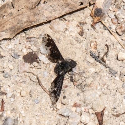 Anthrax maculatus (A bee fly) at Tharwa, ACT - 7 Jan 2024 by SWishart