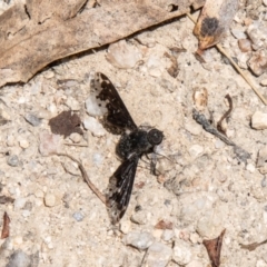 Anthrax maculatus (A bee fly) at Namadgi National Park - 7 Jan 2024 by SWishart