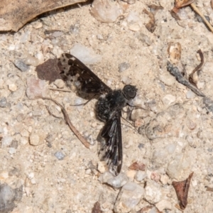 Anthrax maculatus at Namadgi National Park - 7 Jan 2024