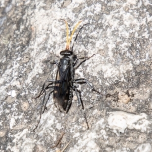 Fabriogenia sp. (genus) at Namadgi National Park - 7 Jan 2024