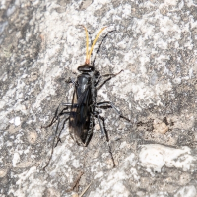 Fabriogenia sp. (genus) (Spider wasp) at Namadgi National Park - 7 Jan 2024 by SWishart