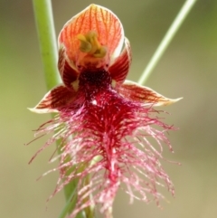 Calochilus gracillimus at Mittagong - 11 Jan 2024 by Snowflake