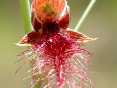 Calochilus therophilus (Late Beard Orchid) at Wingecarribee Local Government Area - 11 Jan 2024 by Snowflake