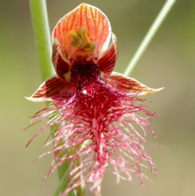 Calochilus gracillimus at Mittagong - 11 Jan 2024 by Snowflake