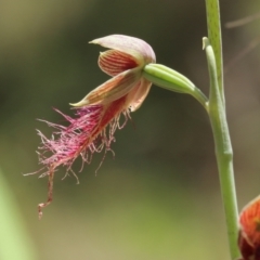 Calochilus therophilus at Wingecarribee Local Government Area - suppressed