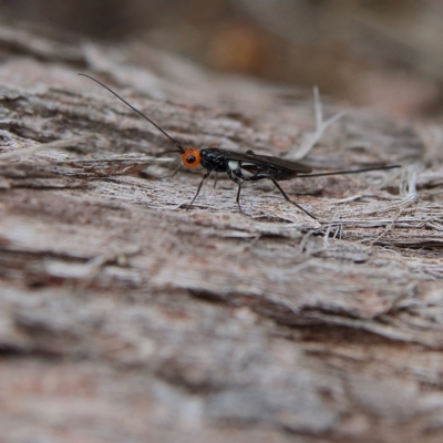 Callibracon capitator (White Flank Black Braconid Wasp) at Higgins Woodland - 9 Jan 2024 by MichaelWenke