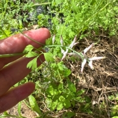 Fumaria capreolata at Kangaroo Valley, NSW - suppressed