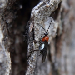 Braconidae (family) (Unidentified braconid wasp) at Higgins Woodland - 9 Jan 2024 by MichaelWenke