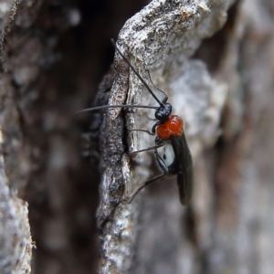 Braconidae (family) at Higgins Woodland - 9 Jan 2024 08:57 AM