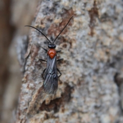 Braconidae (family) at Higgins Woodland - 9 Jan 2024 08:57 AM