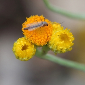 Chironomidae (family) at Higgins Woodland - 9 Jan 2024