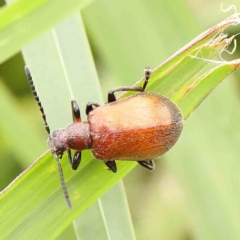 Ecnolagria grandis (Honeybrown beetle) at Sullivans Creek, Turner - 5 Jan 2024 by ConBoekel