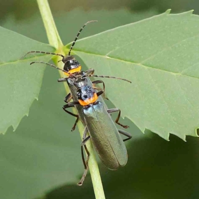 Chauliognathus lugubris (Plague Soldier Beetle) at Turner, ACT - 5 Jan 2024 by ConBoekel