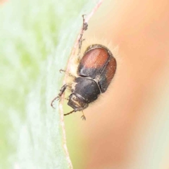 Liparetrus sp. (genus) (Chafer beetle) at Sullivans Creek, Turner - 5 Jan 2024 by ConBoekel