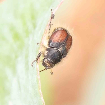 Liparetrus sp. (genus) (Chafer beetle) at Turner, ACT - 5 Jan 2024 by ConBoekel