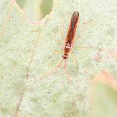 Rayieria sp. (genus) (Mirid plant bug) at Sullivans Creek, Turner - 5 Jan 2024 by ConBoekel