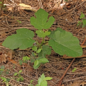 Ficus carica at Sullivans Creek, Turner - 5 Jan 2024 03:43 PM