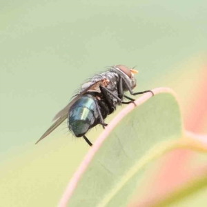 Calliphoridae (family) at Sullivans Creek, Turner - 5 Jan 2024