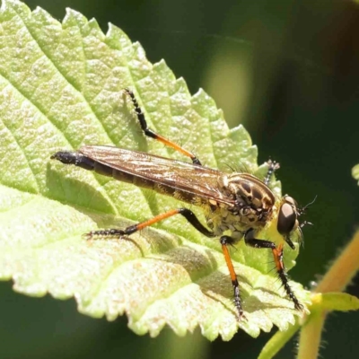 Zosteria rosevillensis (A robber fly) at Sullivans Creek, Turner - 5 Jan 2024 by ConBoekel