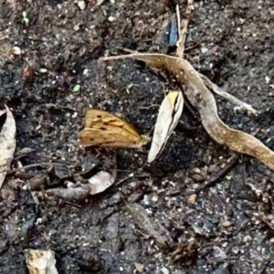 Heteronympha merope at GG182 - 11 Jan 2024 04:24 PM