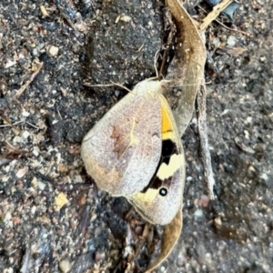 Heteronympha merope at GG182 - 11 Jan 2024 04:24 PM