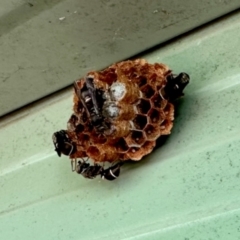 Ropalidia plebeiana (Small brown paper wasp) at Aranda, ACT - 11 Jan 2024 by KMcCue