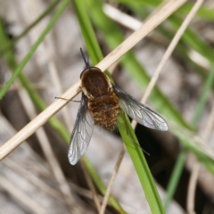 Staurostichus sp. (genus) at Namadgi National Park - 10 Jan 2024