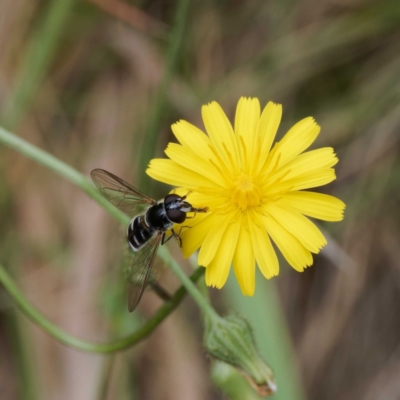 Syrphini (tribe) (Unidentified syrphine hover fly) at Namadgi National Park - 10 Jan 2024 by DPRees125