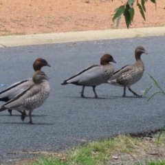 Chenonetta jubata (Australian Wood Duck) at QPRC LGA - 11 Jan 2024 by RodDeb