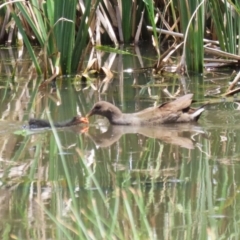 Gallinula tenebrosa (Dusky Moorhen) at QPRC LGA - 11 Jan 2024 by RodDeb